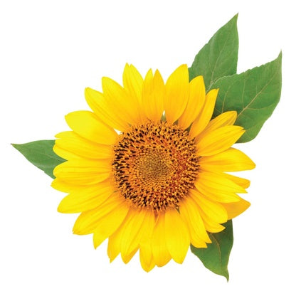 CHI ShineCare Smoothing Shampoo 25 fl oz