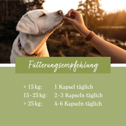 Sanct Bernhard Joint Friend Dog Capsules