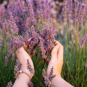 Raid Polil Fresh Lavender