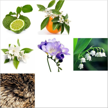 Rachel Zoe Instinct Eau de Parfum Spray 1 oz - Perfectly Balanced Feminine Perfume for Women