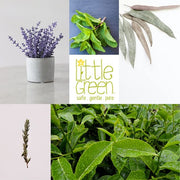 Little Green Hair Gel For Prevention, Transparent, 125 Ml