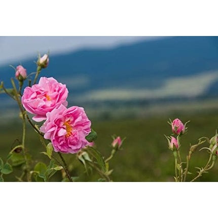 Bulgarian Rose After Shave Balm For Men 50ml