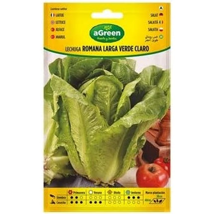 Roman Lettuce Long Light Green