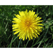 Aboca Tarassaco Concentrate Total 50 Capsules